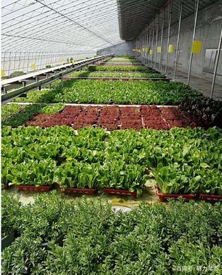 生物科技驅(qū)動(dòng)產(chǎn)業(yè)升級(jí)，萊西龍頭企業(yè)引領(lǐng)農(nóng)民增收新路徑